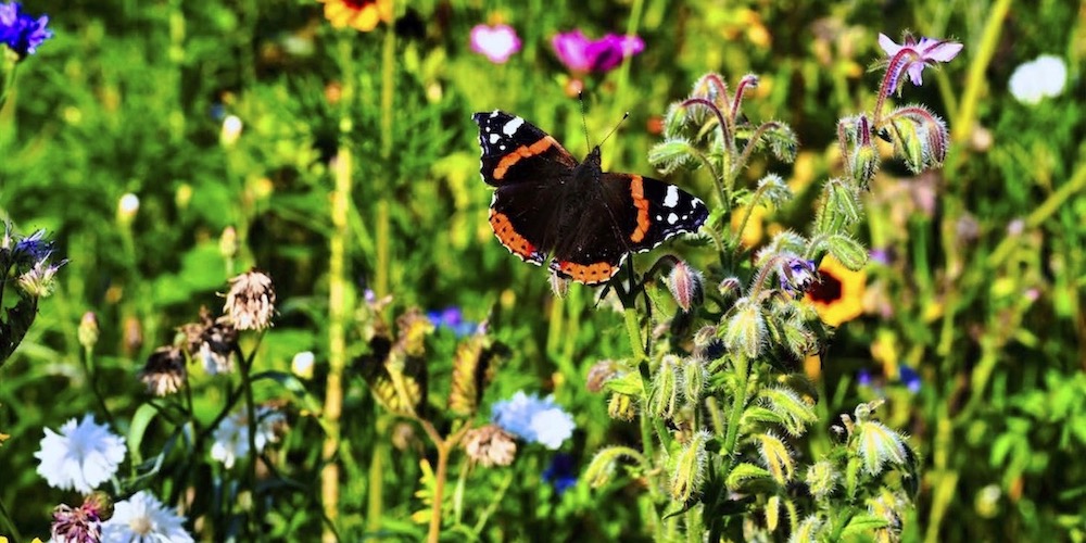 schmetterling